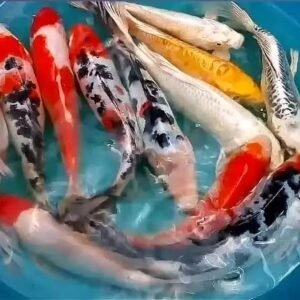 Carp Fish