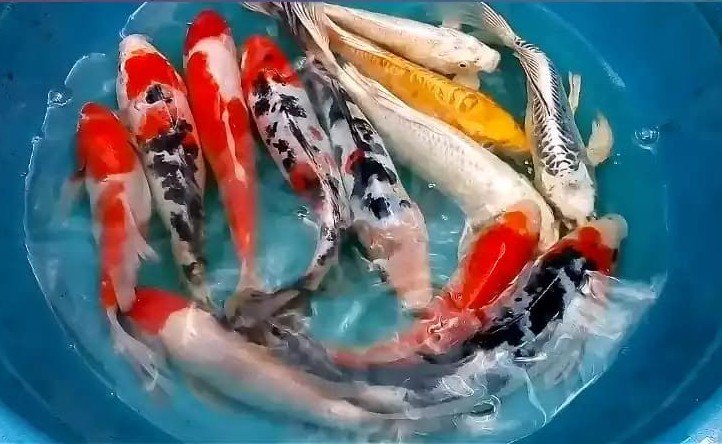 carp-fish