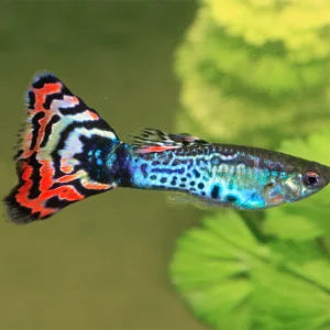 Guppies