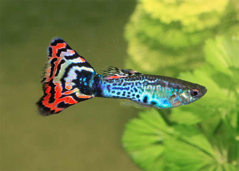 guppies