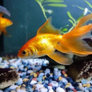 Gold Fish