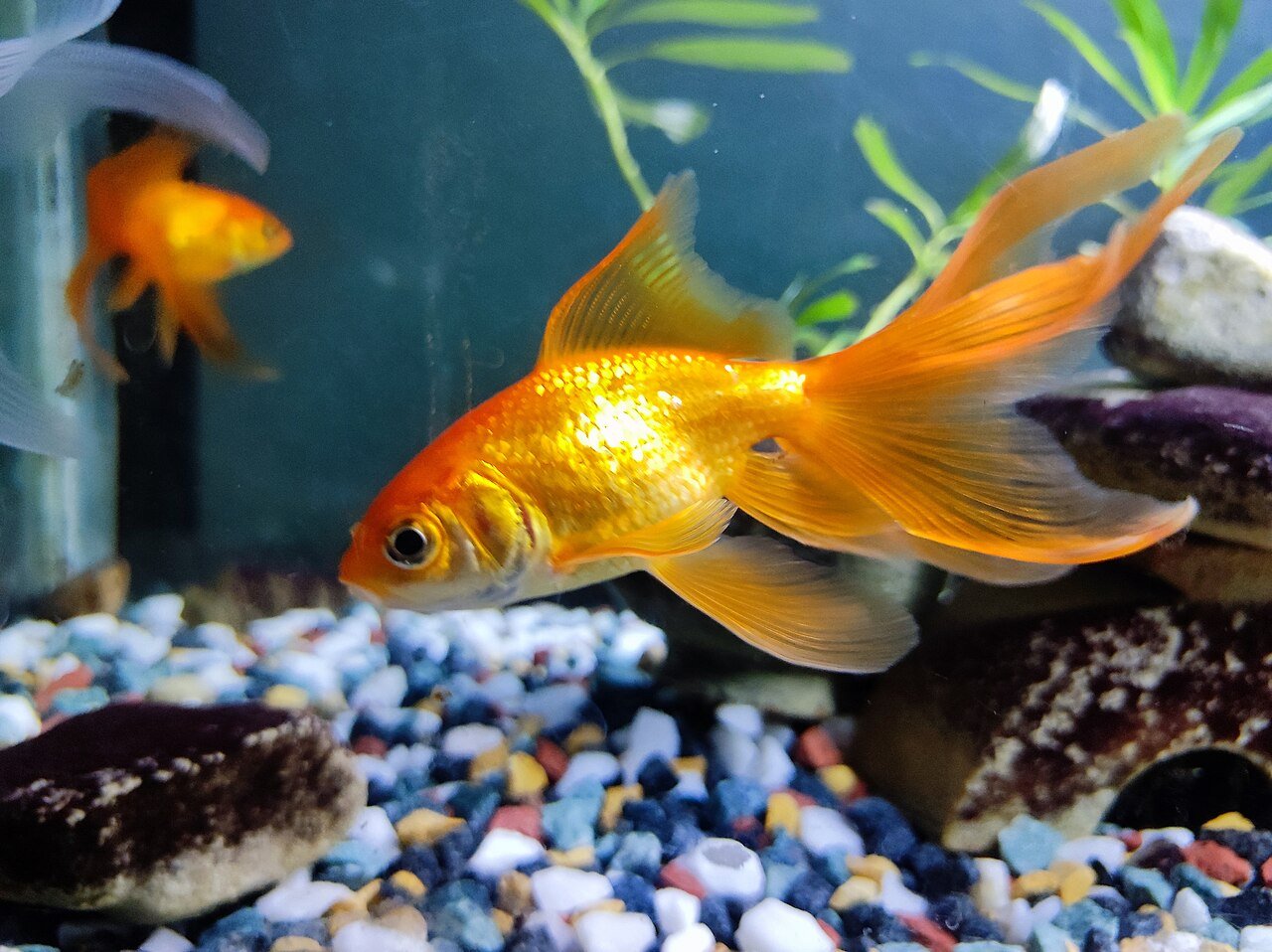 gold-fish