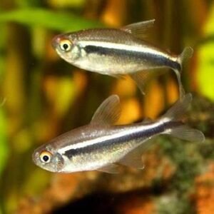 Tetras
