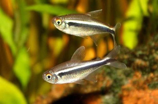 tetras